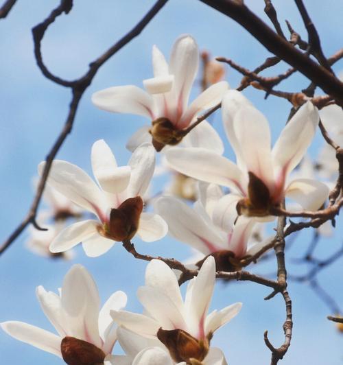 春天的花海（以什么花代表春天？）