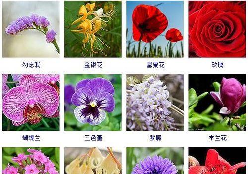 春天的花海（以什么花代表春天？）