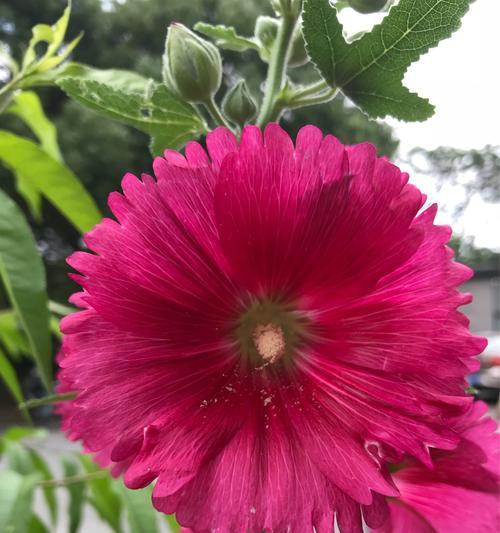 父爱如花（以什么花代表父爱？）