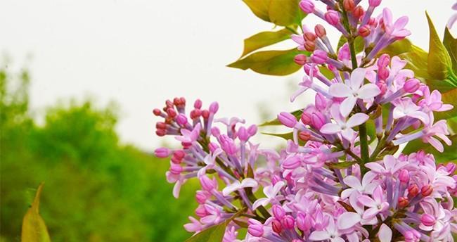 丁香花的美丽与魅力（探究丁香花的花形、颜色、香味与寓意）
