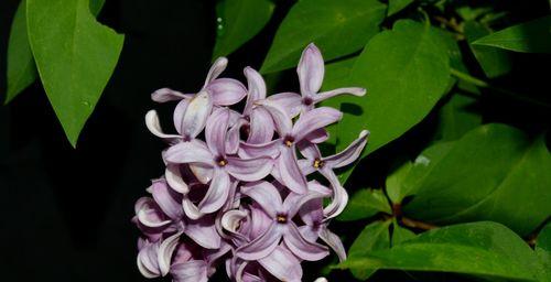 丁香花的美丽与魅力（探究丁香花的花形、颜色、香味与寓意）