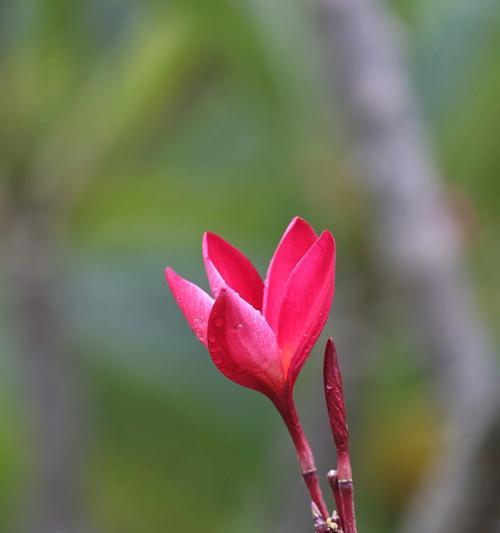 孤独之花——一种古怪而美丽的表达方式（孤独绽放，心灵自由）
