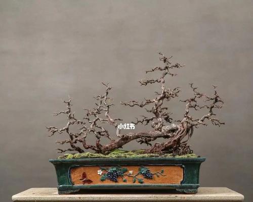 玩转盆景花卉之——如何养护鲜艳靓丽的雀梅
