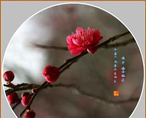 以白色莲花代表和平的力量（莲花的芬芳与和平的象征）