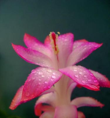以白色莲花代表和平的力量（莲花的芬芳与和平的象征）