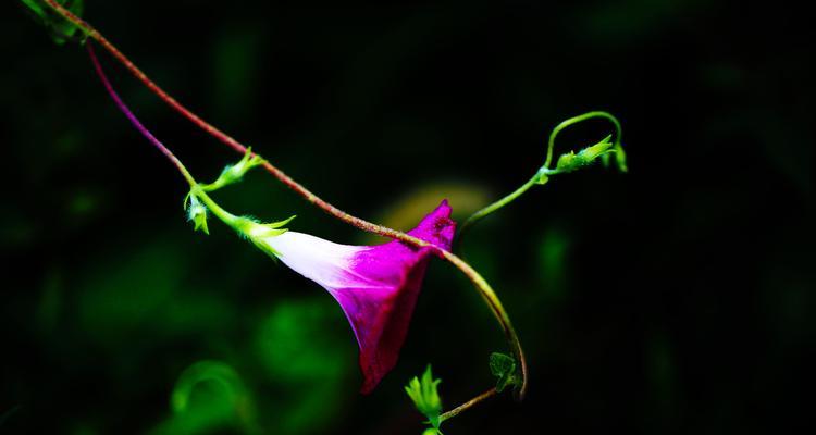 开心快乐之花——向阳花（用花朵为我们诠释开心的美好）