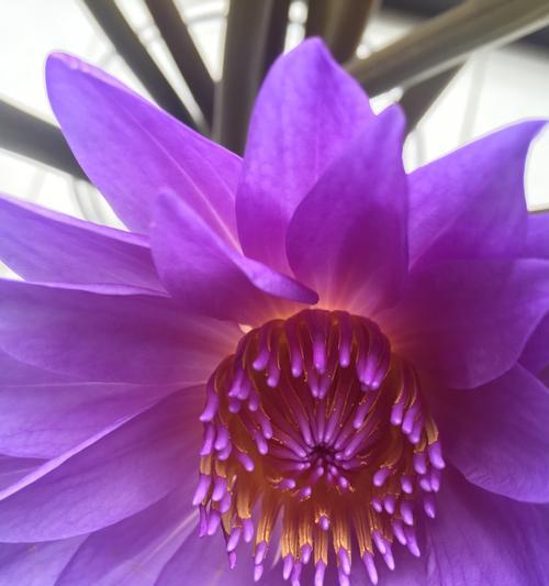 花之柔情（以芍药为例，揭示柔弱娇贵的魅力）