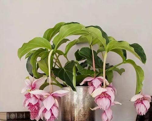 花之柔情（以芍药为例，揭示柔弱娇贵的魅力）