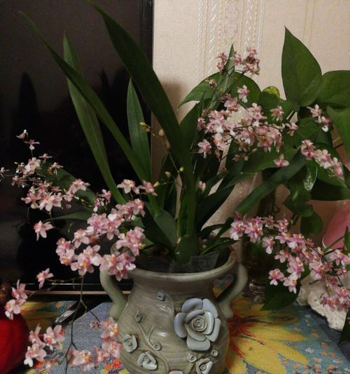 花之柔情（以芍药为例，揭示柔弱娇贵的魅力）