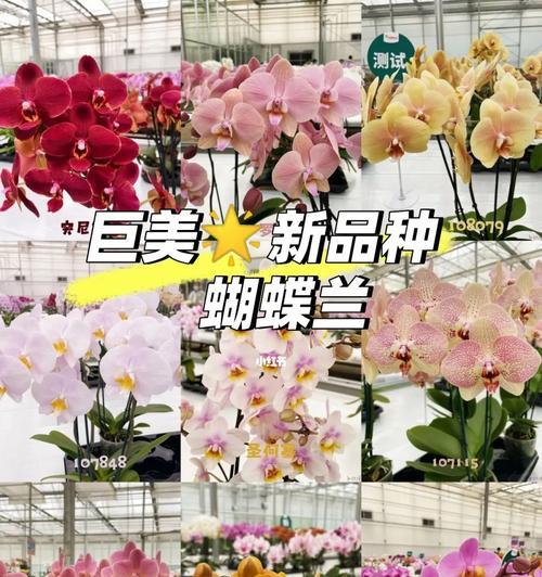 蝴蝶兰杂交品种的探究（探寻蝴蝶兰花卉园艺的多样性与变革）