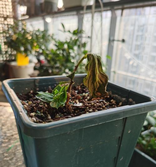 以百合花代表死亡的象征意义（百合花的死亡寓意及文化传承）