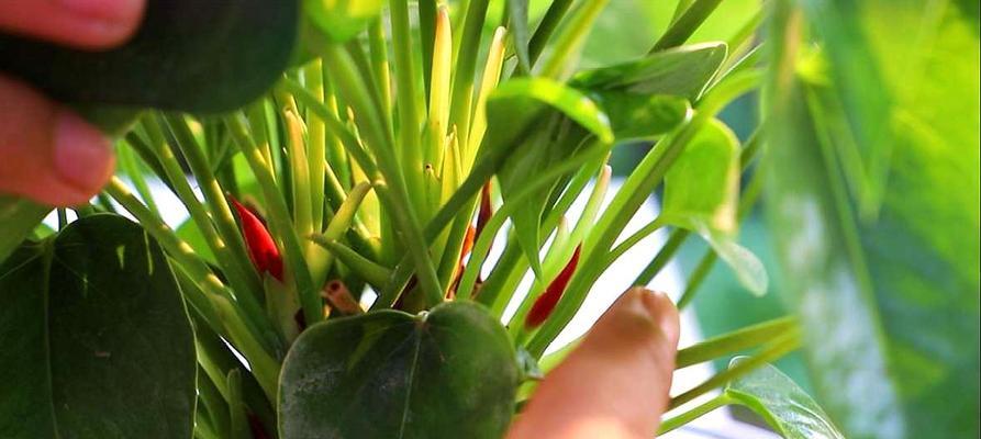 如何正确施肥管理红掌？（红掌肥料需求和管理技巧）