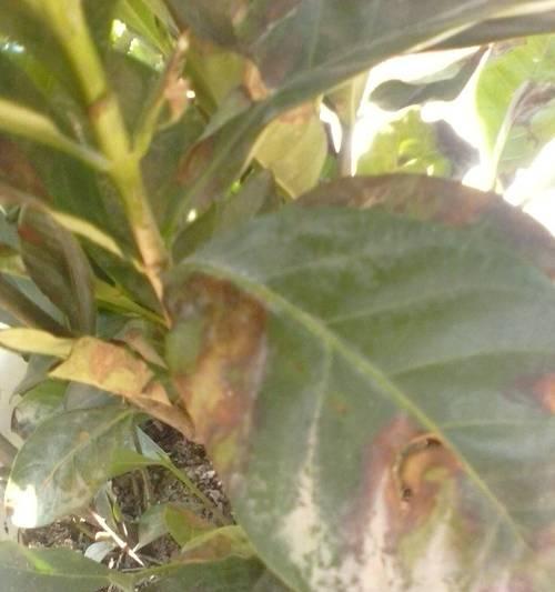 栀子花叶子干枯怎么补救？（全面了解栀子花的养护方法）