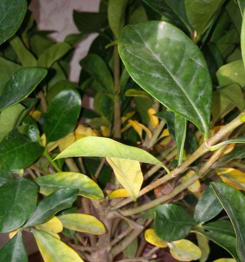 栀子花叶子干枯怎么补救？（全面了解栀子花的养护方法）