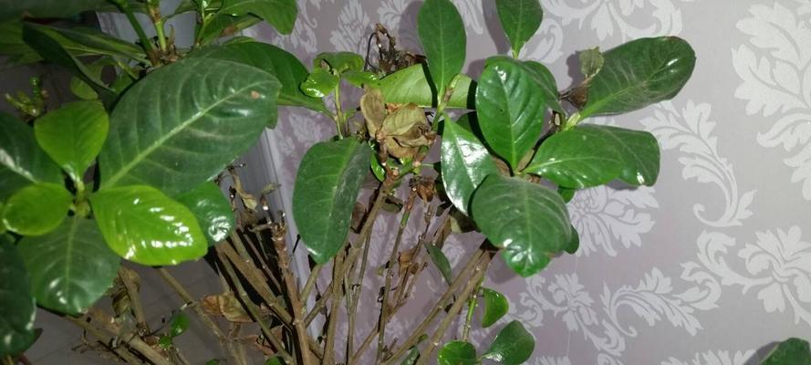 栀子花叶子干枯怎么补救？（全面了解栀子花的养护方法）
