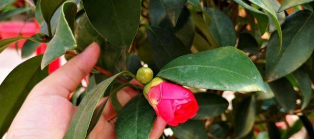 掌控茶花生长的时机（翻盆换土的正确方法，让茶花茁壮成长）