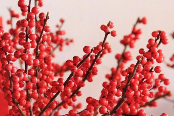 花语之幸运花——探寻好运的花朵（拂去不幸，迎接好运，这些花朵散发着幸运的气息）