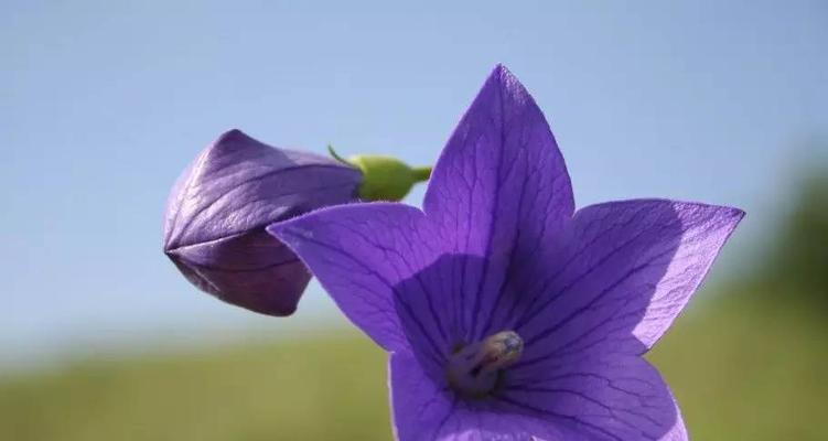 以白兰花为代表的永恒之美（探寻白兰花的永恒之谜）