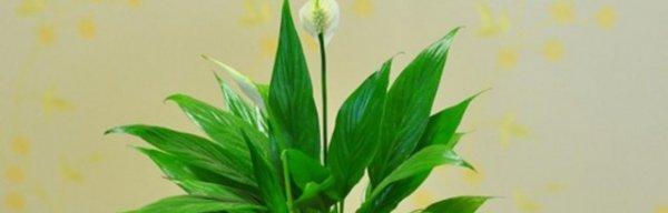 一帆顺风花的养殖技巧（打造美丽庭院的秘诀）