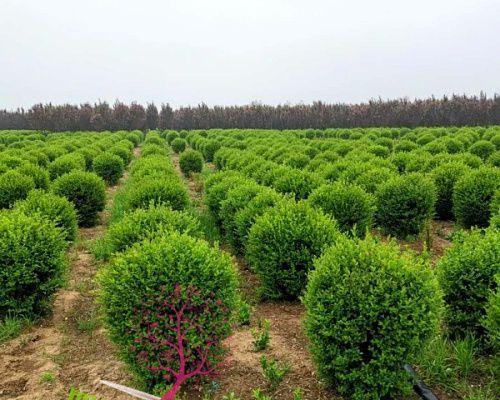 小叶女贞球的种植技巧（打造优美的园林景观）
