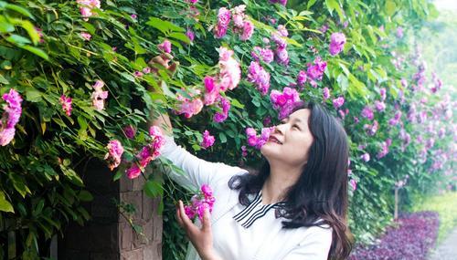 蔷薇花开的季节和魅力（探寻蔷薇花的生长环境和开花规律）