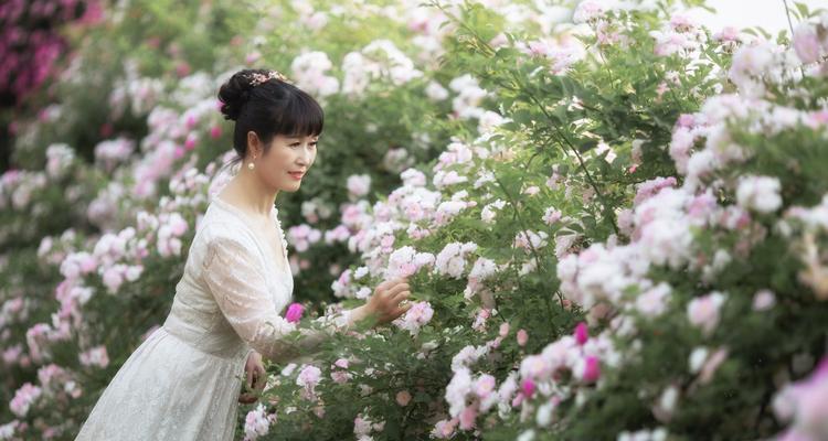 蔷薇花开的季节和魅力（探寻蔷薇花的生长环境和开花规律）