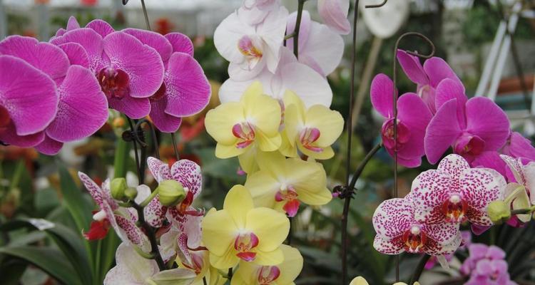以百合花代表尊重——尊重的力量（用花朵传递尊重的美好情感）