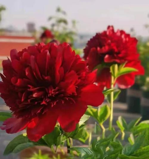 花语浪漫（以花为媒，传达爱的语言）