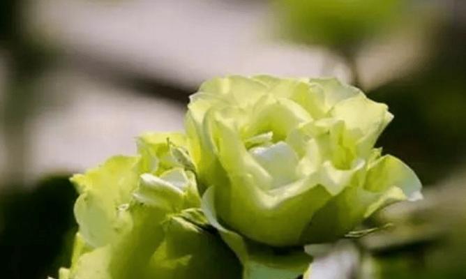 被背叛的花——罂粟（揭示背叛的欺瞒与痛楚）