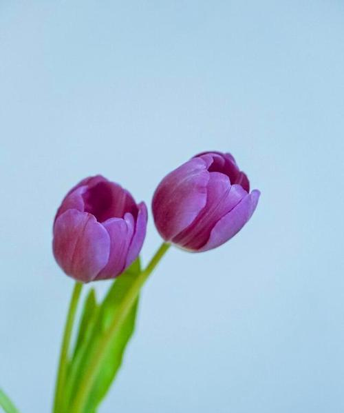 背叛的爱——以报丧花的花语为主题（揭示爱情中的背叛与伤害，寻找真诚与坚守的力量）