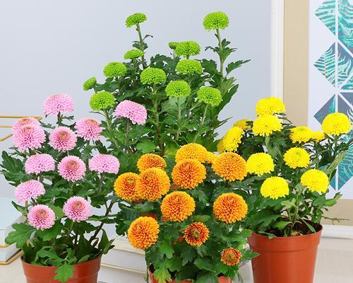 室内花卉的养护与美化（打造生活中的绿色空间）