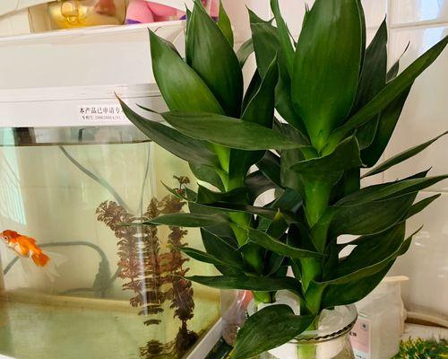 室内花卉的养护与美化（打造生活中的绿色空间）