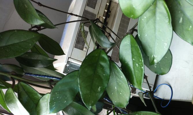 室内花卉的养护与美化（打造生活中的绿色空间）