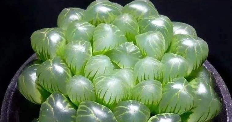 松竹草养殖方法（学习如何种植健康的松竹草）