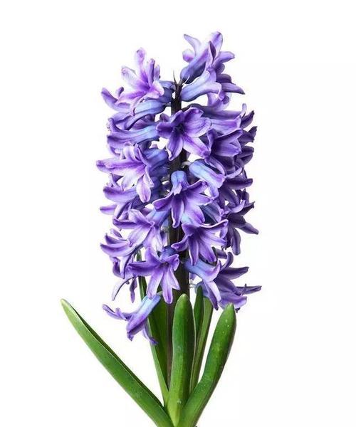 残忍之花（以玫瑰花为代表的残忍花语及其深层含义解析）