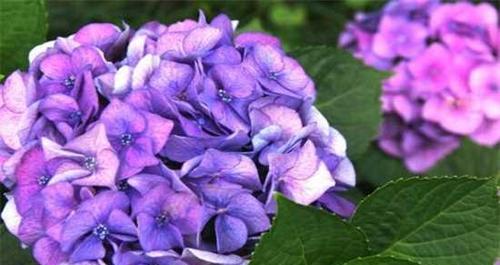 以菊花为主题的花语——成长的力量（花开时，成长终不止）
