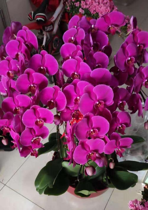 以菊花为主题的花语——成长的力量（花开时，成长终不止）