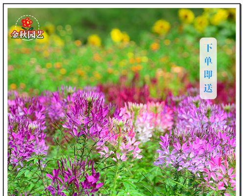 醉蝶花的种植时间（如何选择适宜的播种时间）