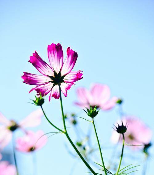 以郁金香花语为主题的成功之路（探寻郁金香花语的成功启示）