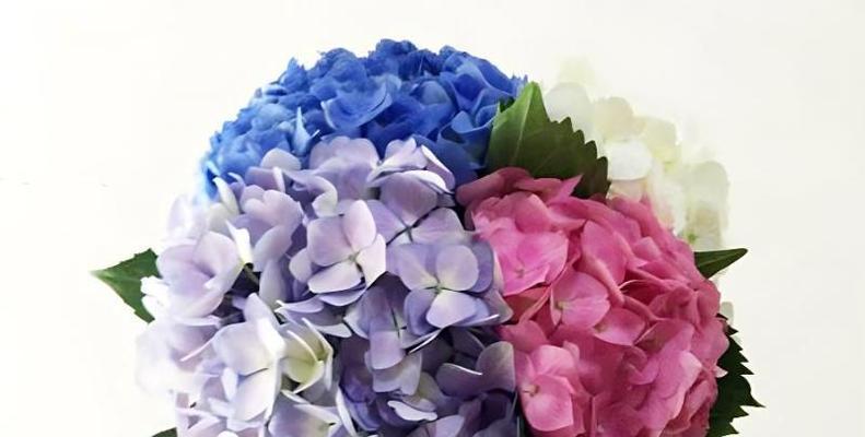 以郁金香花语为主题的成功之路（探寻郁金香花语的成功启示）