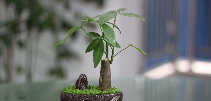种植发财树的技巧（成就财富梦想，享受自然美好）