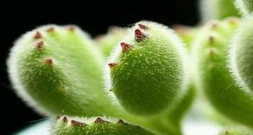 熊童子烂根了，这样处理最好！（保护养殖业，减少损失。）