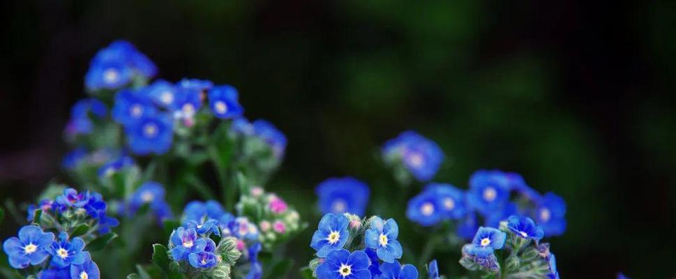 以百合花的花语诠释单身生活的美好（百合花，表达着单身生活的自在与独立）