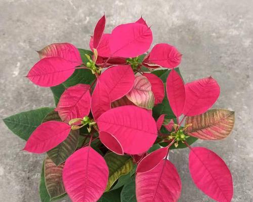 一品红不开花的原因及解决方法（探究一品红不开花的原因，提出有效的解决方案）