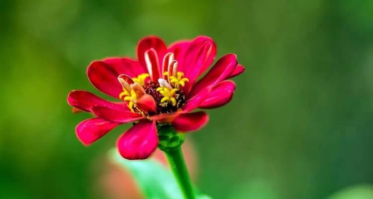 缱绻多情——以玫瑰花为主题的花语解读（绽放爱意，向你表白）