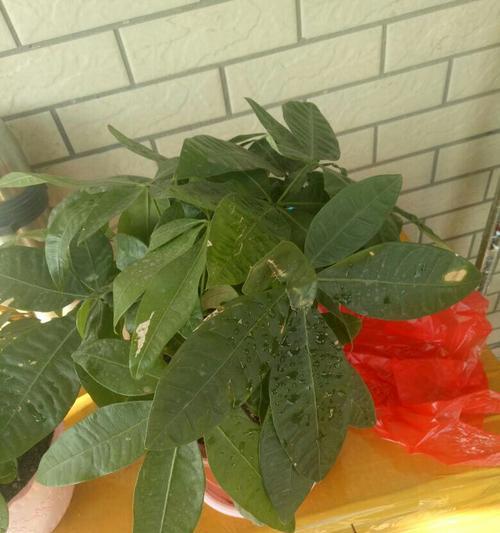 发财树掉叶子的原因分析（从环境、生长、养护等角度看发财树掉叶子）
