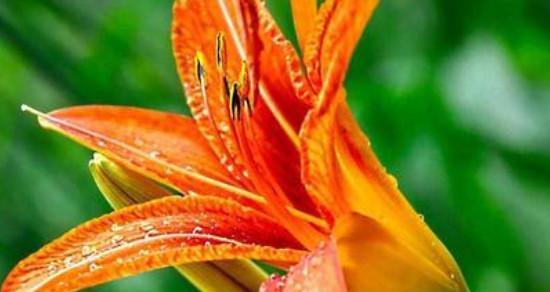 放手的花语——菊花（菊花，告别与释放的象征）
