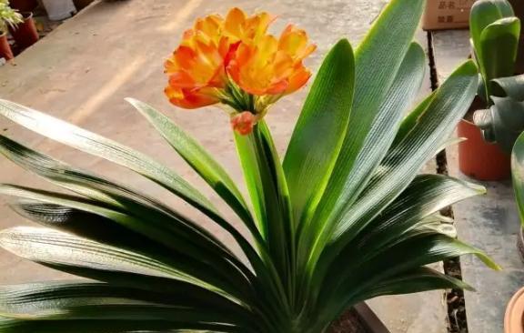 养花不用愁，这种花最易打理！（养花菜鸟也能轻松驾驭的秘诀）