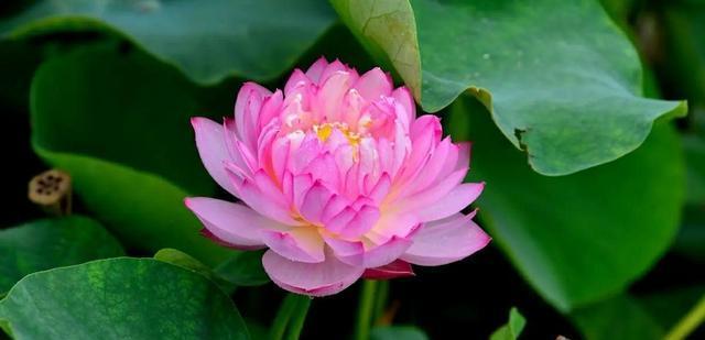 莲花的开花季节（了解莲花的开花时间和生长习性）