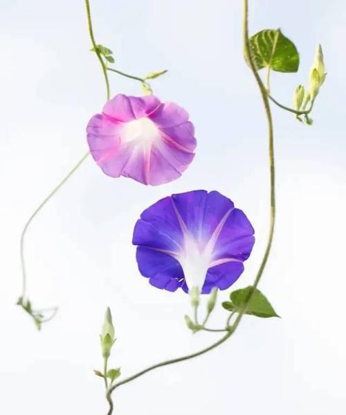 奋斗的力量——以向日葵的花语为主题的文章（向日葵，奋斗的象征）